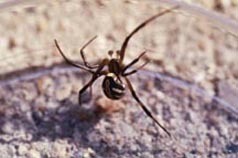 Male black widow spider