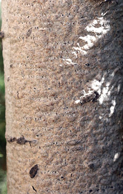 A bubbly appearance develops on the bark of aspen affected by poplar scale.