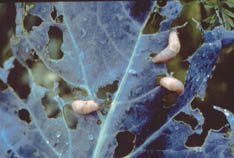 Slugs feeding on broccoli