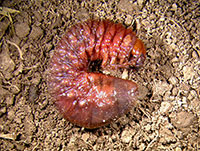 White grubs killed by Heterorhabditis nematodes turn a reddish brown color.