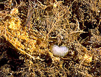 Billbug larva feeding within the base of a grass plant.