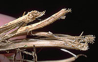 Grass plants damaged by billbugs will often break at the crown when pulled, exposing chewed areas of the stem.