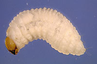 Billbug larva.