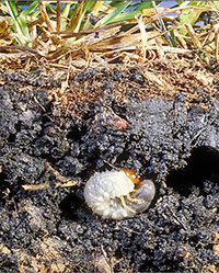 White grub in root zone of a lawn.