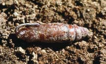 Hornworm pupa.