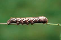 Achemon sphinx larva.