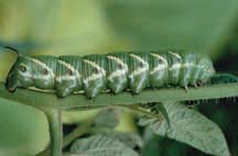 Tomato hornworm sphinx full-grown larva.