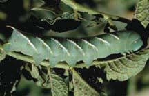 Tobacco hornworm full-grown larva.