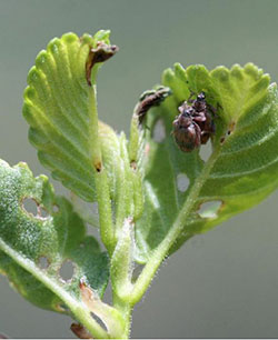 European elm flea weevil adults feeding on new growth on spring