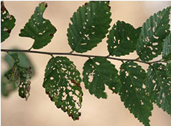 Shothole wounds produced by adults of European elm flea weevil