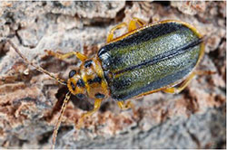 Elm leaf beetle adult, with the green coloration of the overwintering form