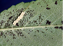Elm leaf beetle larvae after egg hatch and associated leaf injury