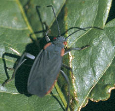 Goldenrain tree bug