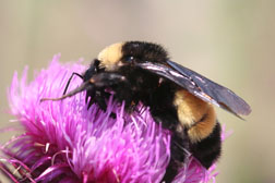 Bumble bee queen