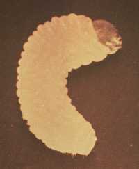 Larva of MPB