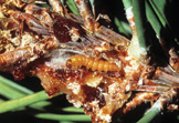 Pinyon tip moth larva exposed  in terminal.