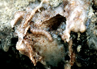 Larva and damage by the pinyon pitch mass borer.