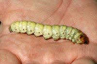 Larva of the carpenterworm.