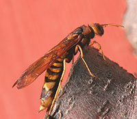 Adult of the pigeon tremex.