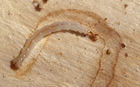 Bronze birch borer larva, a type of flatheaded borer.