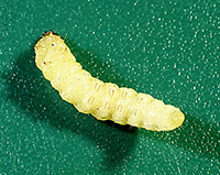 Larva of the peachtree borer. On the underside are several pairs of prolegs, tipped with an oval rig of small hook. 