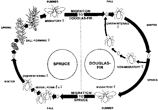 Life cycle, Cooley spruce gall adelgid