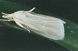 Southwestern corn borer moth.
