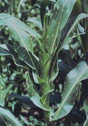 Feeding signs of the European corn borer.