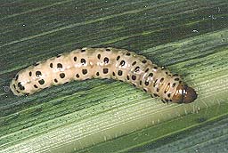 Southwestern corn borer larvae.
