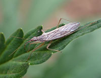 Damsel bug, a predator of tomato/potato psyllid.