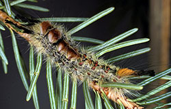 Late stage caterpillar of the Douglas-fir tussock moth.