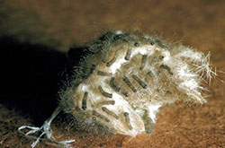 Douglas-fir tussock moth caterpillars at egg hatch.