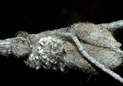 An adult female Douglas-fir tussock moth (left) laying a mass of eggs alongside the cocoon
from which she recently emerged.