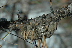 Egg mass of Douglas-fir tussock moth.