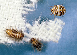Furniture carpet beetle adult and larvae.