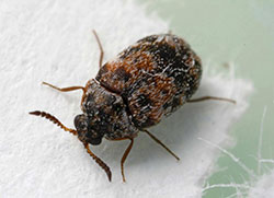 Trogoderma species of dermestid beetle.