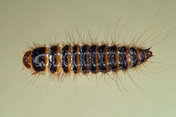 Larva of a larder beetle. 