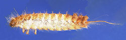 Side view of a Trogoderma species larva;