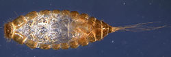 top view of a discarded larval skin of a <em>Trogoderma </em>species