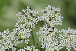 Varied carpet beetles adults feeding on Spirea pollen.