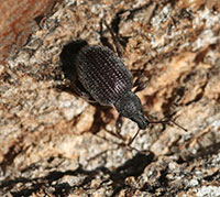 Rough strawberry root weevil. 