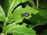 Lilac root weevil and associated leaf notching on peony. 