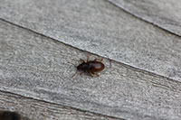 Hairy spider weevils attract attention when they wander in buildings.