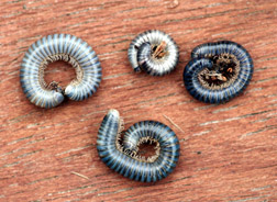 Millipedes curl in defense and when dead