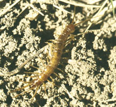Stone centipede