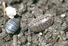 Pillbug (rolled-up) and sowbug