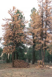 Cut firewood near suscepiible trees