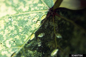 Western grape leafhopper