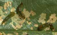 Pear slug larva on leaf and characteristic feeding injury
