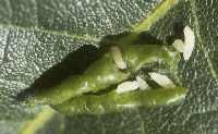 Honeylocust podgall midge larvae
